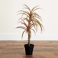 2ft. Potted Dracaena Marginata Plant