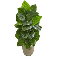 4.5ft. Taro Plant in Sand Stone Planter