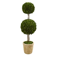 4ft. Boxwood Double Ball Topiary Tree in Planter