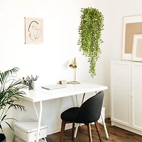 3ft. Potted Honey Locust Bush Plant, 2ct.