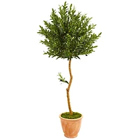 5ft. Olive Topiary Tree in Terra Cotta Planter