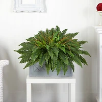 2.5ft. Boston Fern Plant in Stone Planter