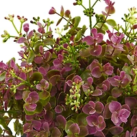 13in. Sedum & Eucalyptus Plant in Black Hexagon Planter