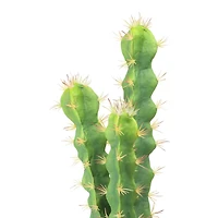 Hello Honey® 18" Cereus Cactus in Terra Cotta Colored Pot