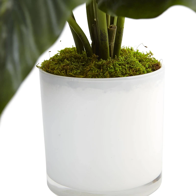 2ft. Peace Lily Plant in Glossy Glass Planter