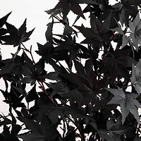 5ft. Pre-Lit Artificial Halloween Black Maple Tree with 240 Orange & Purple LED Lights