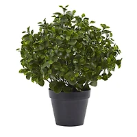 2ft. Potted Peperomia Plant