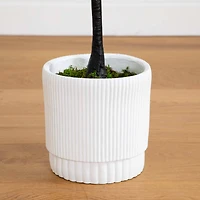 6ft. Bougainvillea Tree with White Decorative Planter