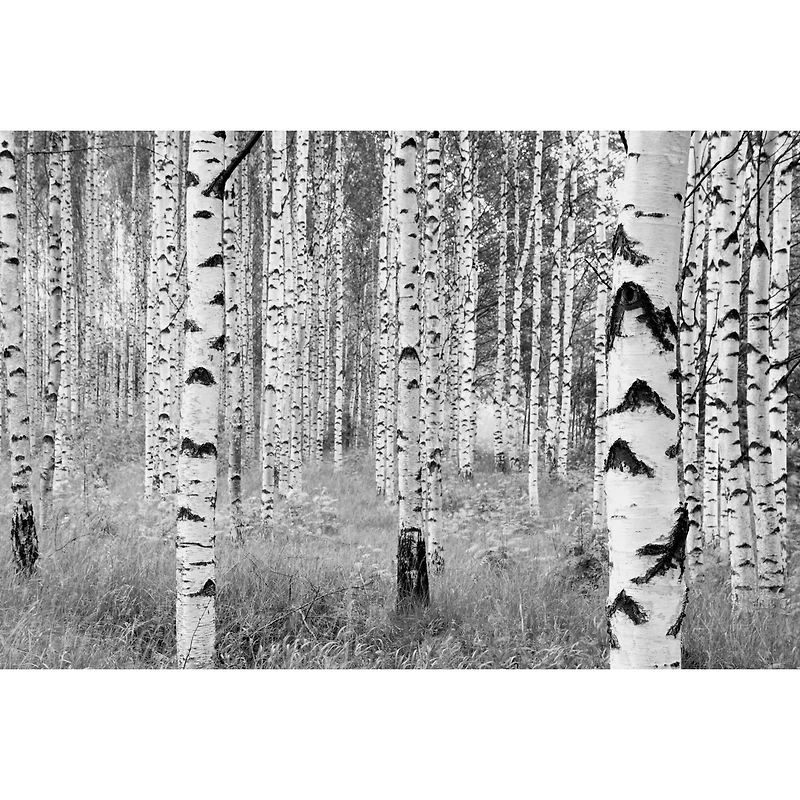Komar Birch Forest Wall Mural