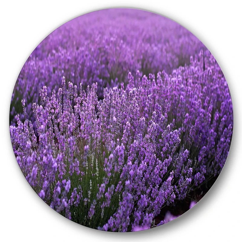 Designart - Blooming Purple Lavender Field