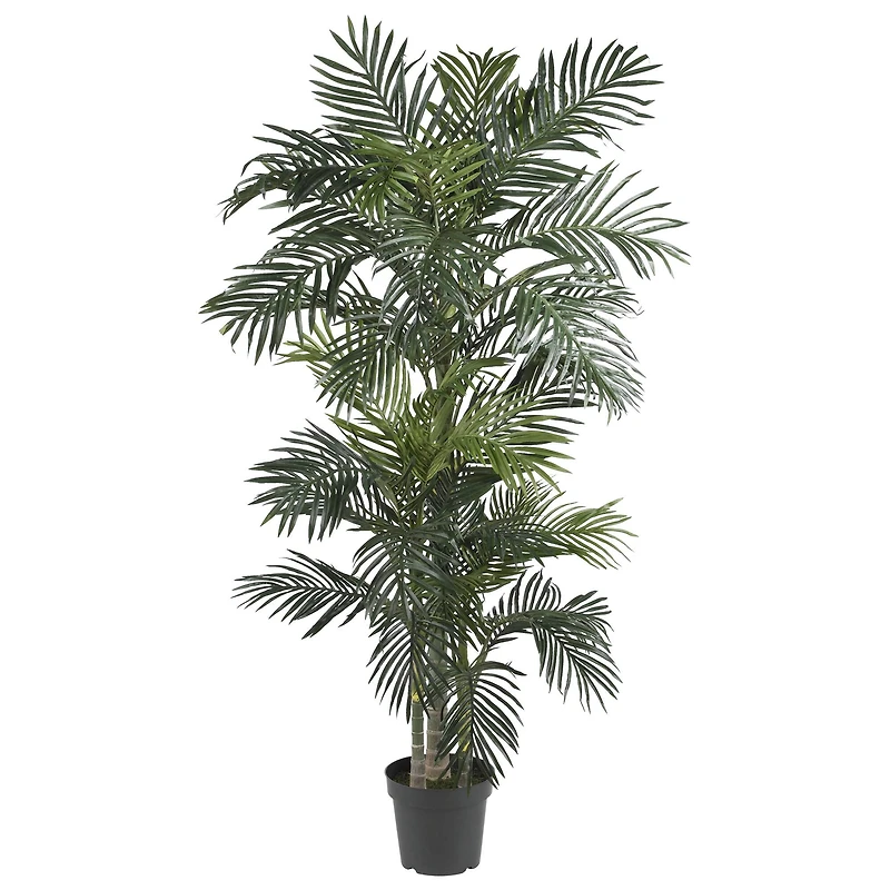 6.5ft. Potted Golden Cane Palm Tree