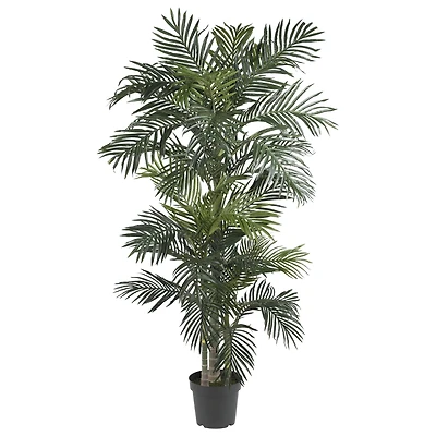 6.5ft. Potted Golden Cane Palm Tree