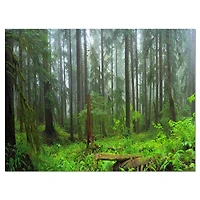 Designart - Hoh Rain Forest