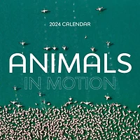TF Publishing 2024 Animals in Motion Wall Calendar