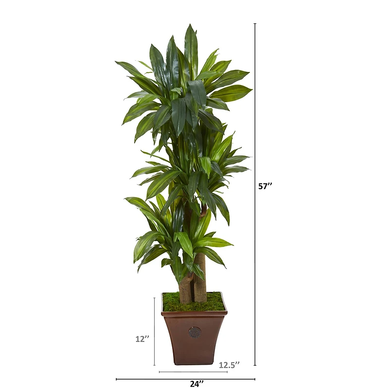 5ft. Corn Stalk Dracaena Plant in Brown Planter