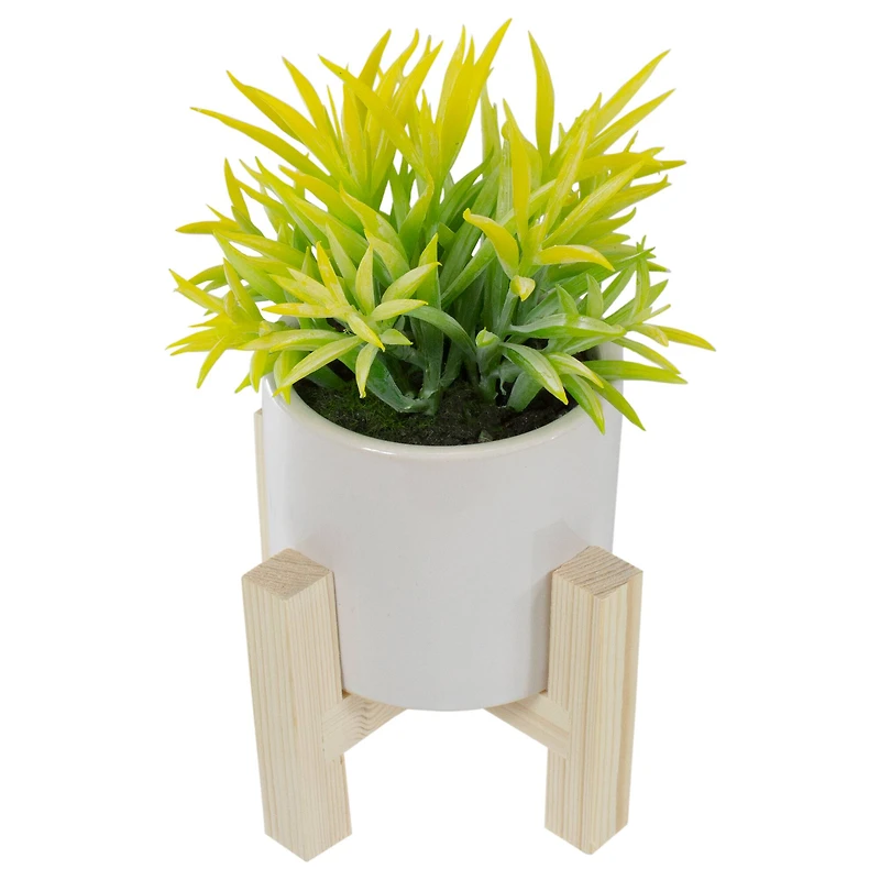 8" Potted Green Succulent with Wooden Stand