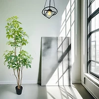 5ft. Potted Variegated Schefflera Tree by Ashland®