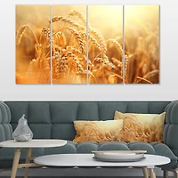 Designart - Ears of Golden Wheat Close up