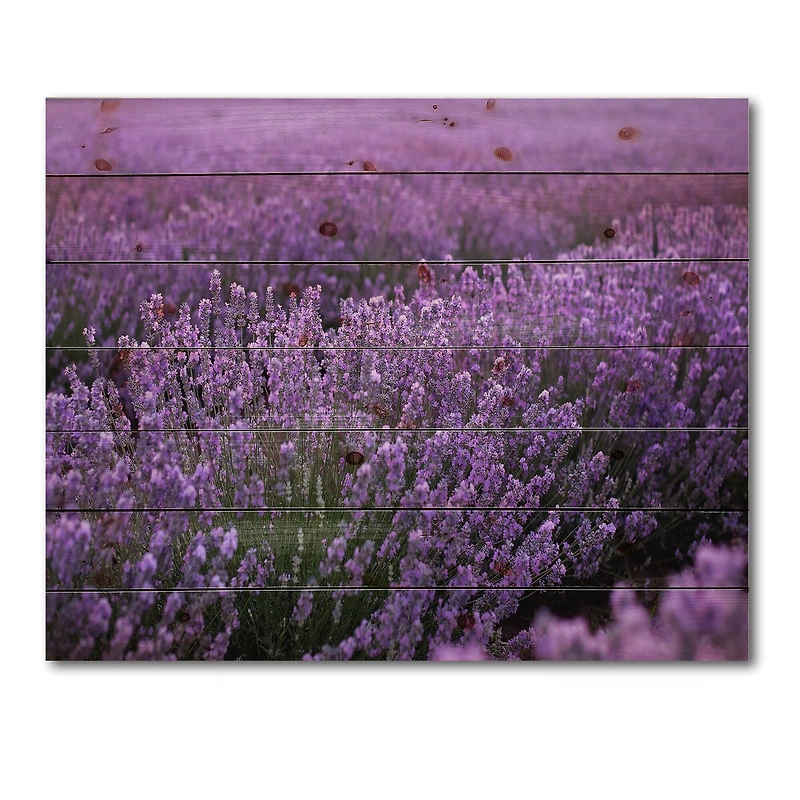 Designart - Blooming Purple Lavender Field