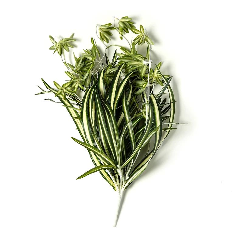 Variegated Spider Bush Classic Greenery Collection by Ashland®