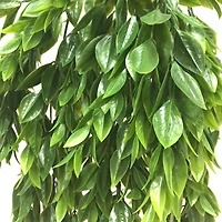 Hanging Ruscus Bush by Ashland®