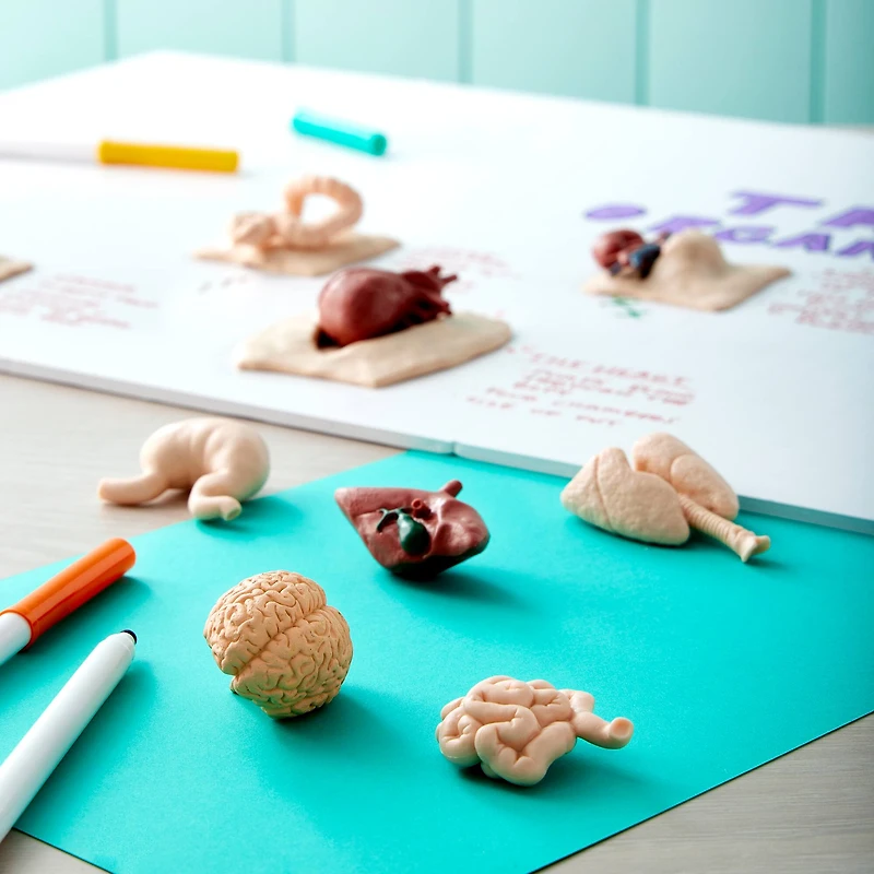 Safari Ltd® Toob® Human Organs