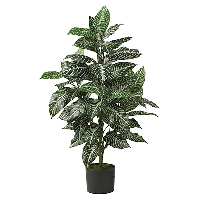3ft. Potted Zebra Plant