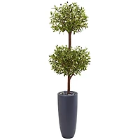 6ft. Double Olive Tree in Gray Planter