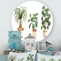 Designart - Trio of House Plants Ponytail Palm and Ficus