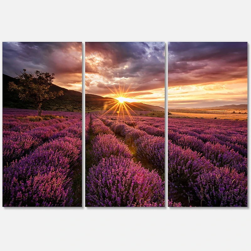 Designart - Sunrise & Dramatic Clouds Over Lavender Field IV
