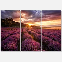 Designart - Sunrise & Dramatic Clouds Over Lavender Field IV