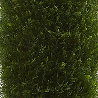 5ft. Potted Cypress Tree