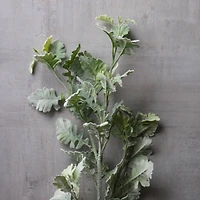 6 Pack: Frosted Dusty Miller Spray by Ashland®