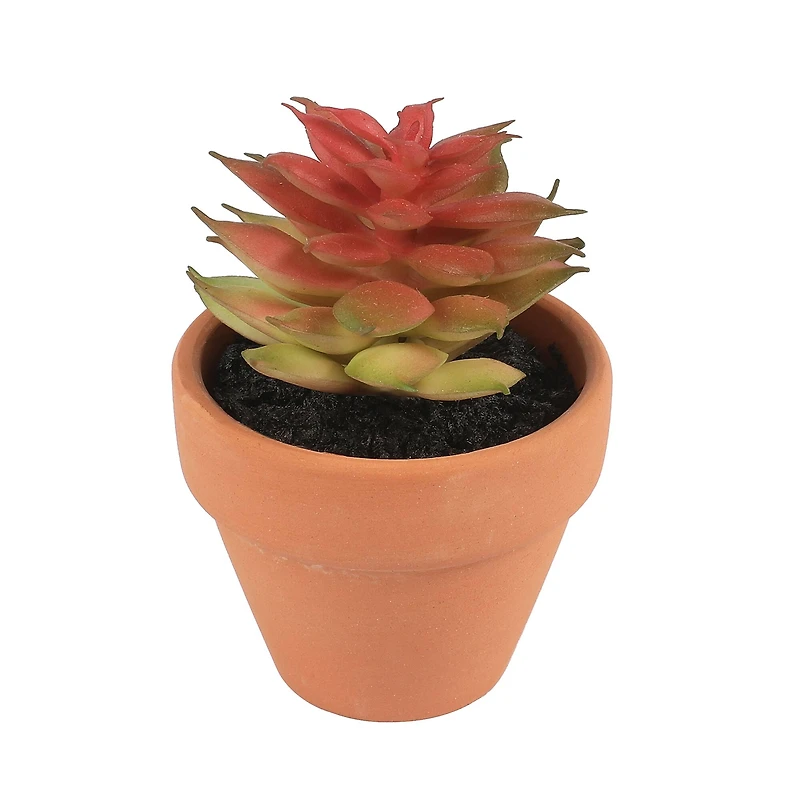 Mini Premade Succulents in Terra Cotta Pots