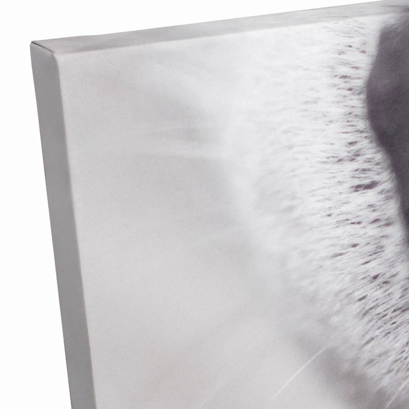 Dog Nose 20" x 20" Canvas Wall Art