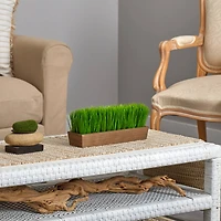 5" Grass Plant in Decorative Planter