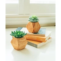 Flora Bunda® 4.5" Succulent Plant in Wood Pot, 2ct.