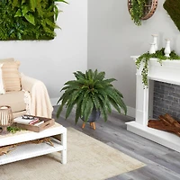 2.5ft. Boston Fern in Gray Planter with Legs