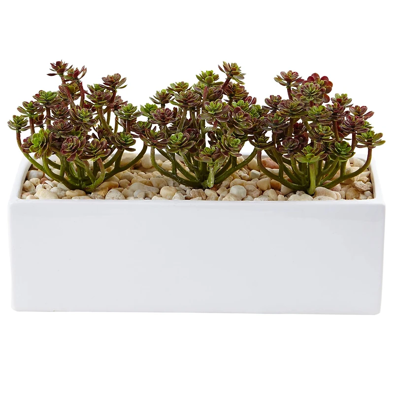 8'' Sedum Arrangement in White Planter