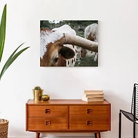 Close Up Highland 20" x 16" Canvas Wall Art