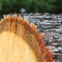 Wilson® Enterprises 4 Pack Natural Basswood Round