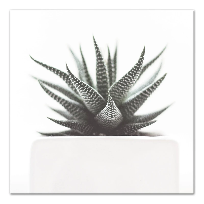 Muted Aloe Plant 20" x 20" Canvas Wall Art