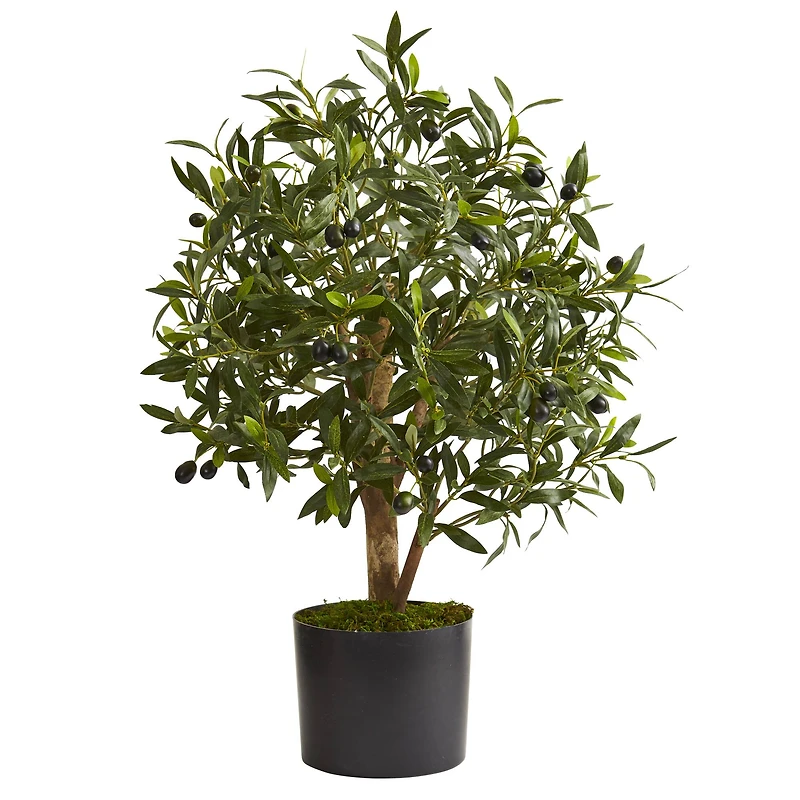 2.5ft Olive Tree in Black Planter