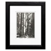 Timeless Frames® Black & White Redwoods Founders Print Framed Wall Art