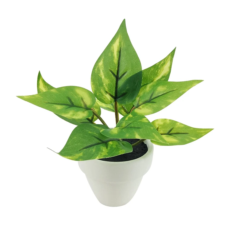 Assorted Micro Plant, 1pc. by Ashland®