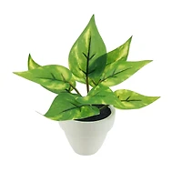 Assorted Micro Plant, 1pc. by Ashland®