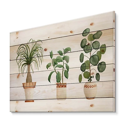 Designart - Trio of House Plants Ponytail Palm and Ficus