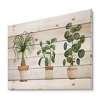 Designart - Trio of House Plants Ponytail Palm and Ficus