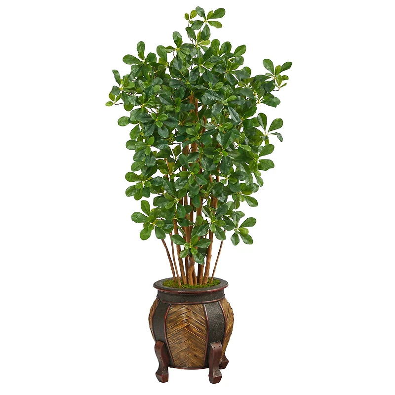 4.5ft. Black Olive Tree in Decorative Planter