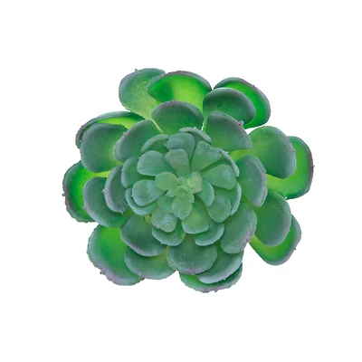 Flora Bunda® Large Echeveria Powder Succulent Pick, 6ct.